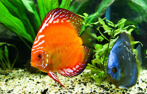 居家养鱼风水讲求，怎么养鱼招财气？