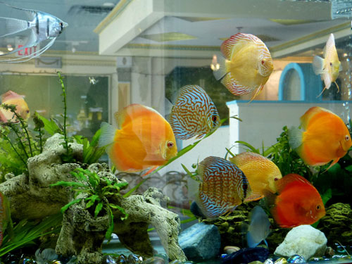 居家养鱼风水讲求，怎么养鱼招财气？